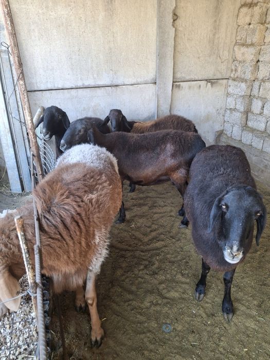 Ассолому алекум шу куйлар сотилади 3 та солик 1 та кузи кучкор хисори