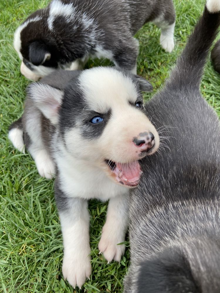 Pui Husky Siberian