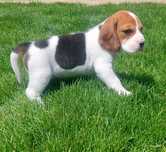 Beagle cu certificat pedigree