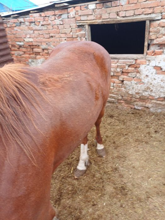 Продам лошадей жеребцы 3 летки