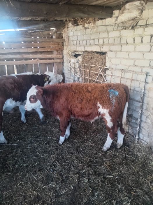 Продам бычков. 16 голов