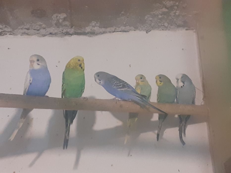 Crescator vand perusi diverse varietati pui și maturi reproducatori.