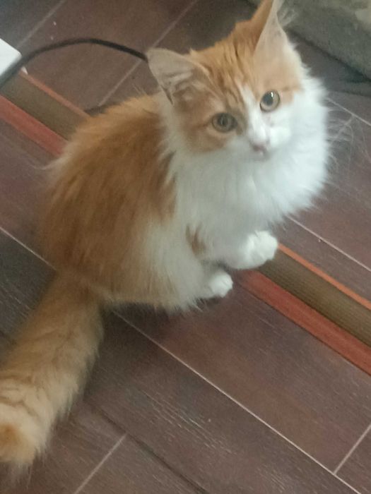 Очень красивый котенок.