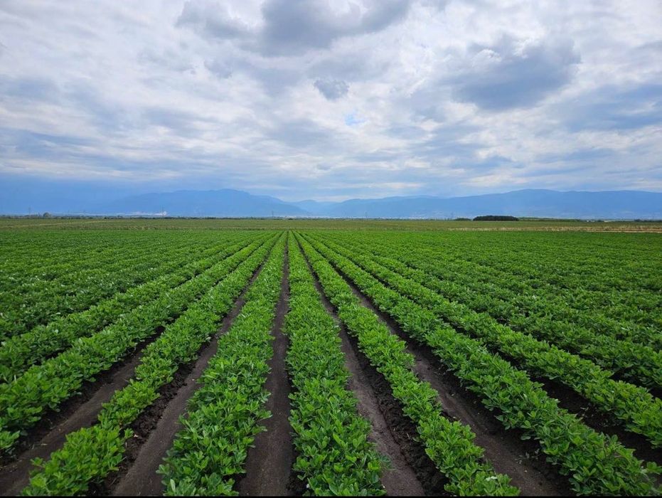 Фъстъци на едро - сурови и печени