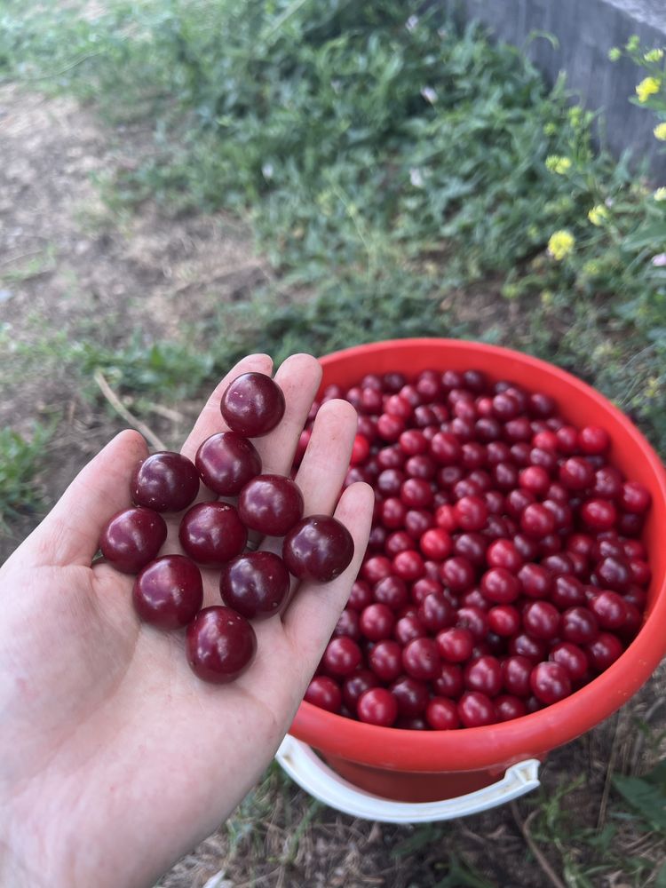 Продается вишня спелая