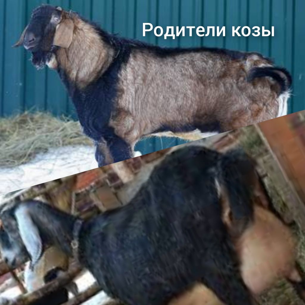 Продам сразу двоих