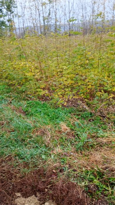 Puieți salcâm frasin fag carpen ulm plop mesteacăn brad molid Tei arin