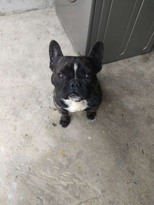 Мъжки Френски Булдог