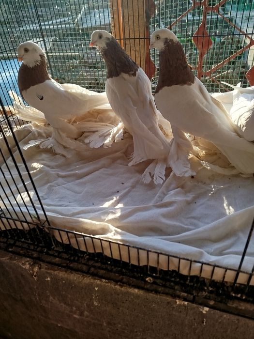 Qopqon kaptarlar sotiladi