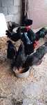 9 găini și 2 cocosi Australorp