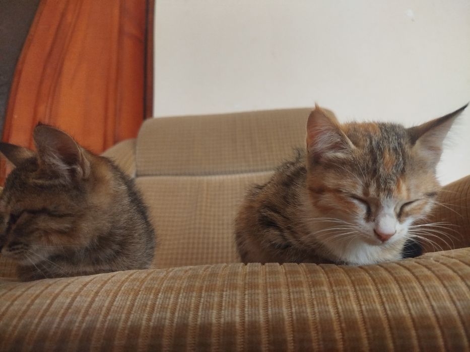 Mushuklar sotiladi 2 dona 1yarim oylik boʻlgan