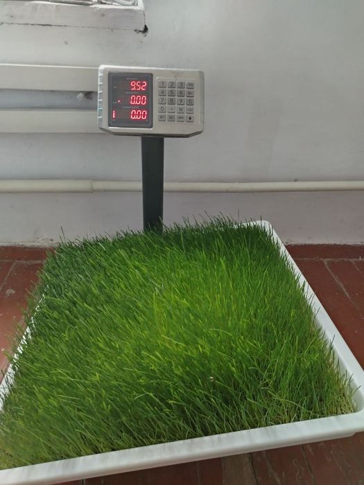 ГИДРОПОНИКА Климат контроль