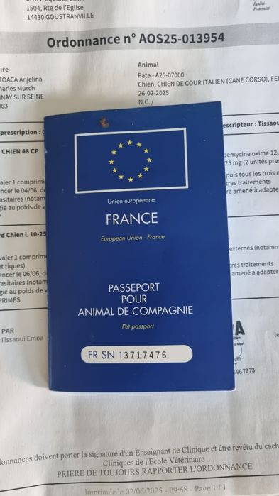 Cane corso cu acte de Franta