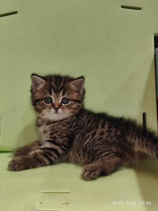 Продается Скоттиш страйт девочка