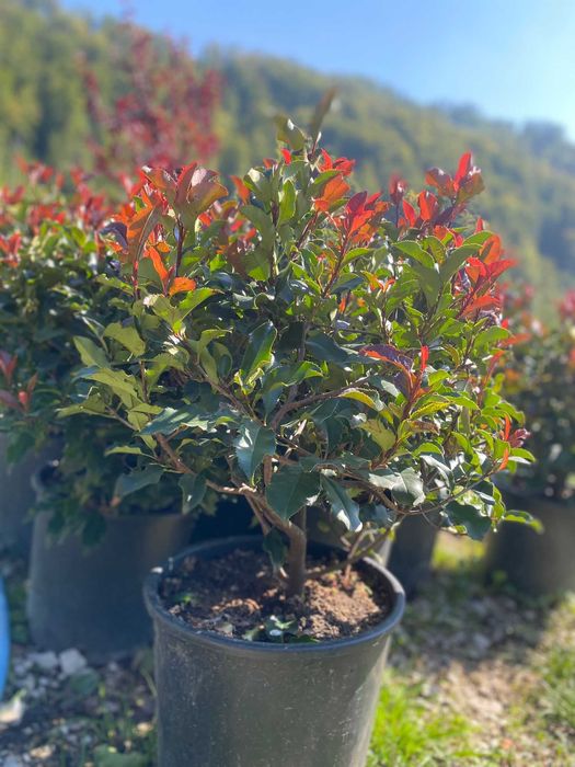 Plante ornamentale pentru un peisaj verde pe tot parcursul anului