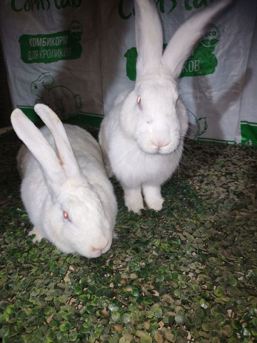 Velikan+ hikol quyon sotiladi !