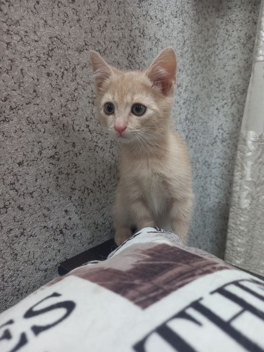 Котенок в добрые руки мальчик