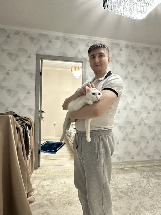 Отдам кота в добрые руки