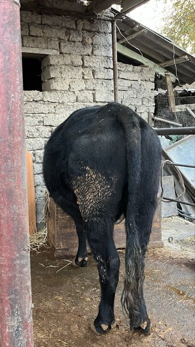 Buka sotiladi Продаётся бык