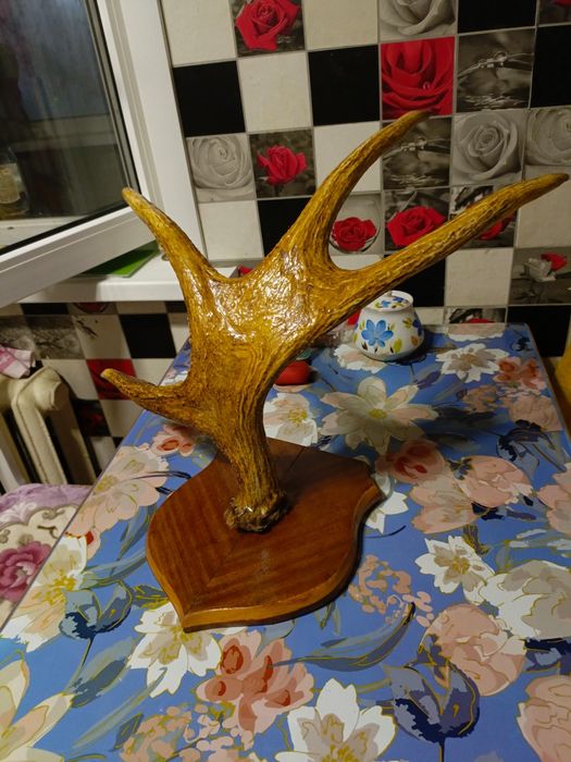 Декоративное панно рога лося