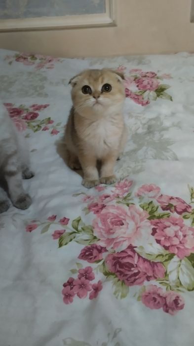 Sotiladi Skotish fold