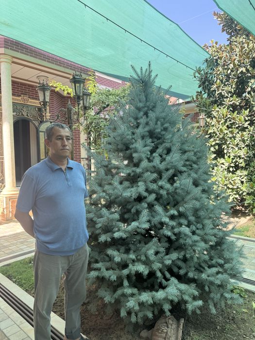 Голубая Ель (Picea pungens Glauca)