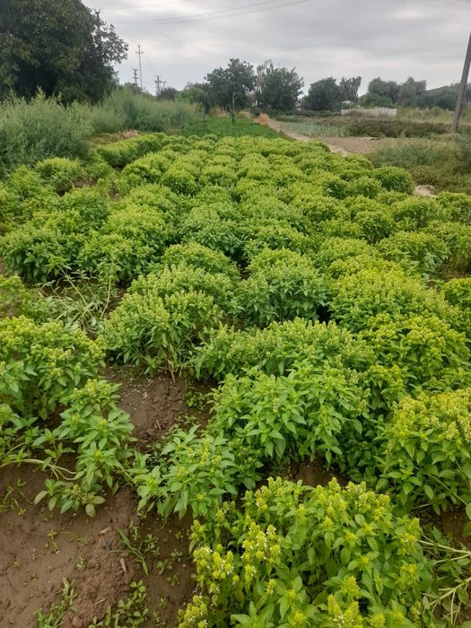 Vand busuioc verde si uscat
