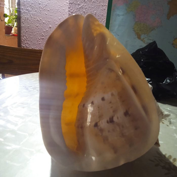 Морская раковина.