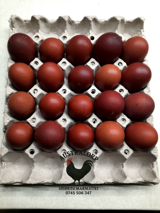 Ouă pt incubat Marans Negru Arămiu