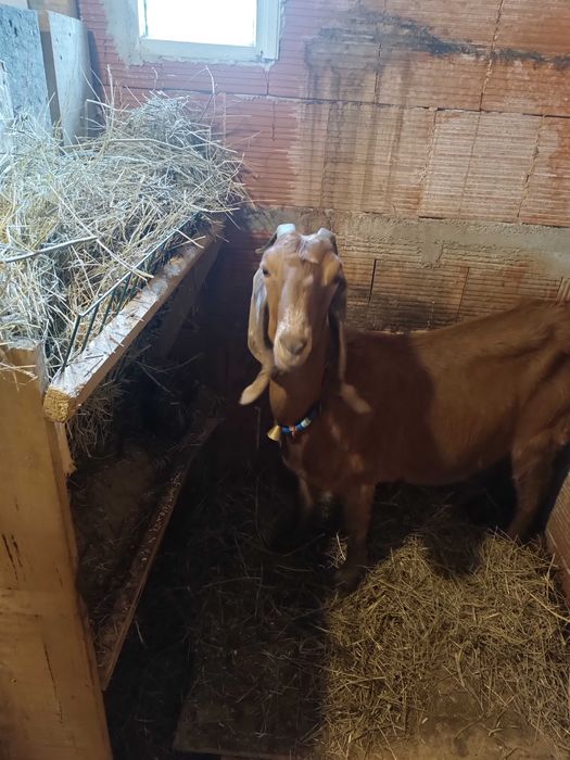 Млада породиста коза