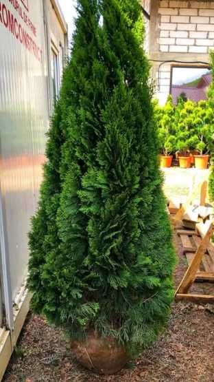 Cupressocyparis Leylandii 2.70-3m minim 50 bucati