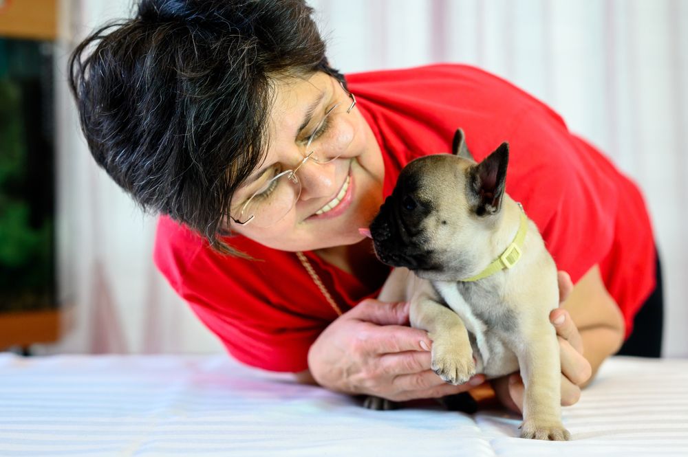 Baiat bulldog francez