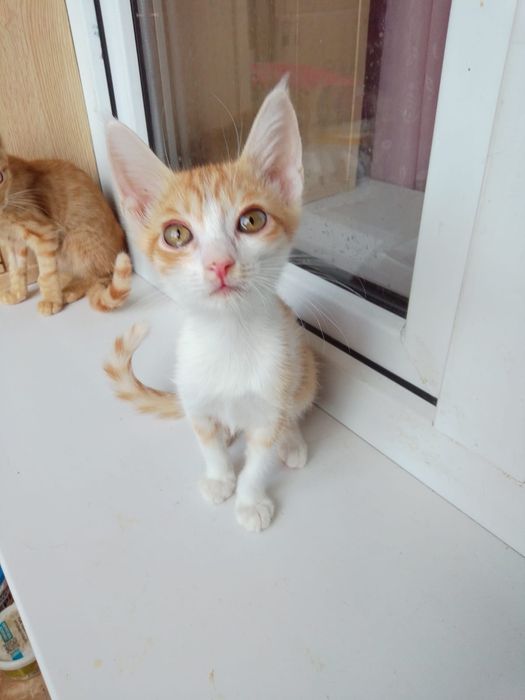 Котята ищут добрый дом