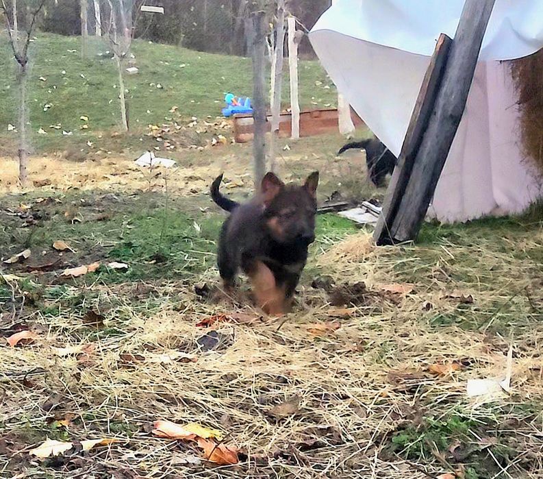 Ciobănesc german linie de lucru