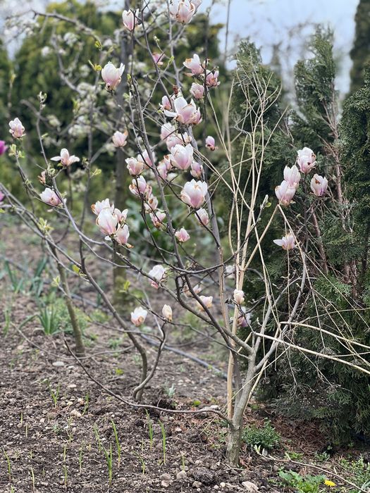 Tuia, magnolii, brazi plante din pepiniera proprie