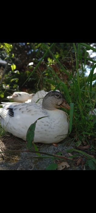 2 rățuște+ 1 rățoi