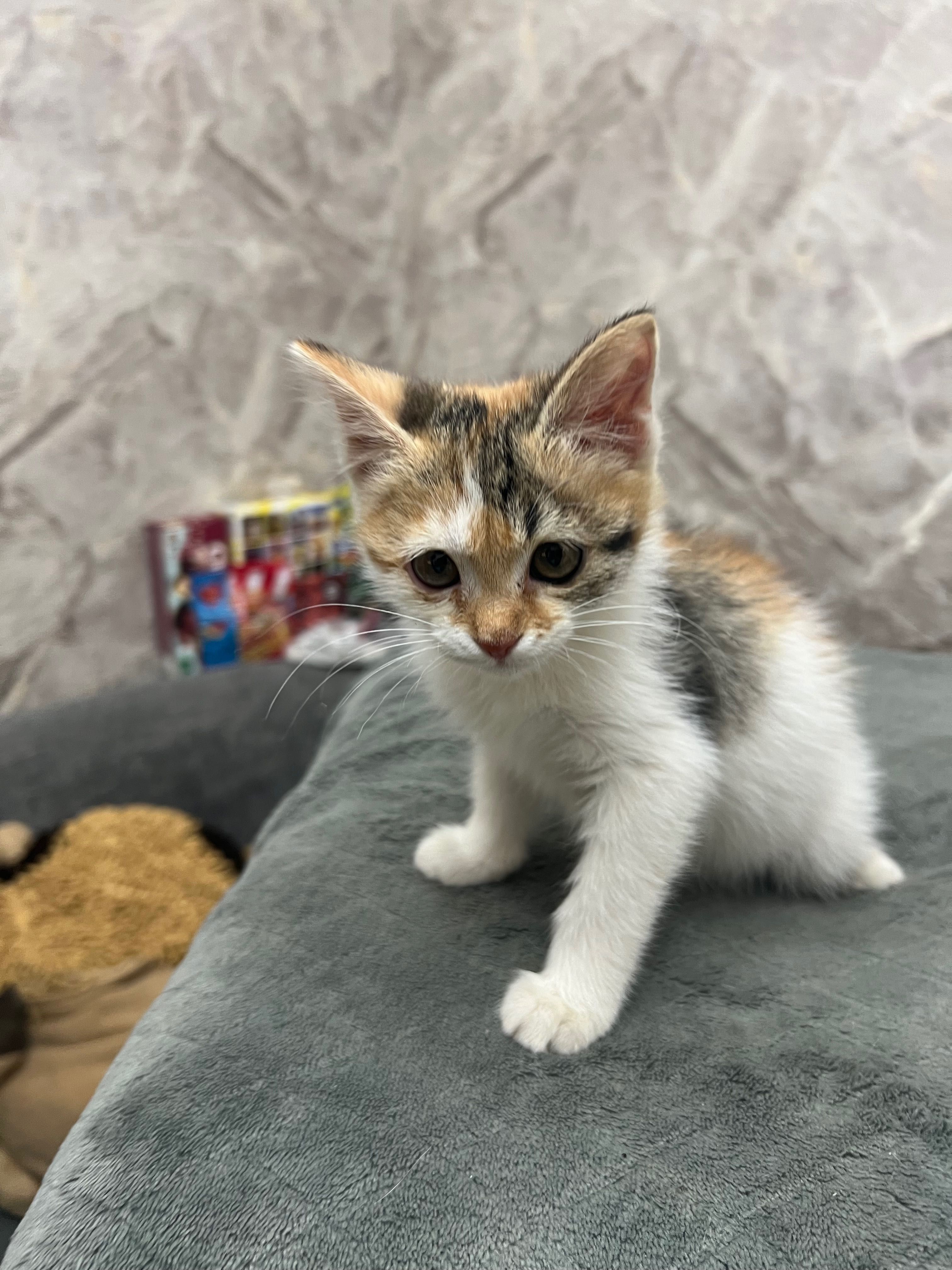 Котята домашние маленькие