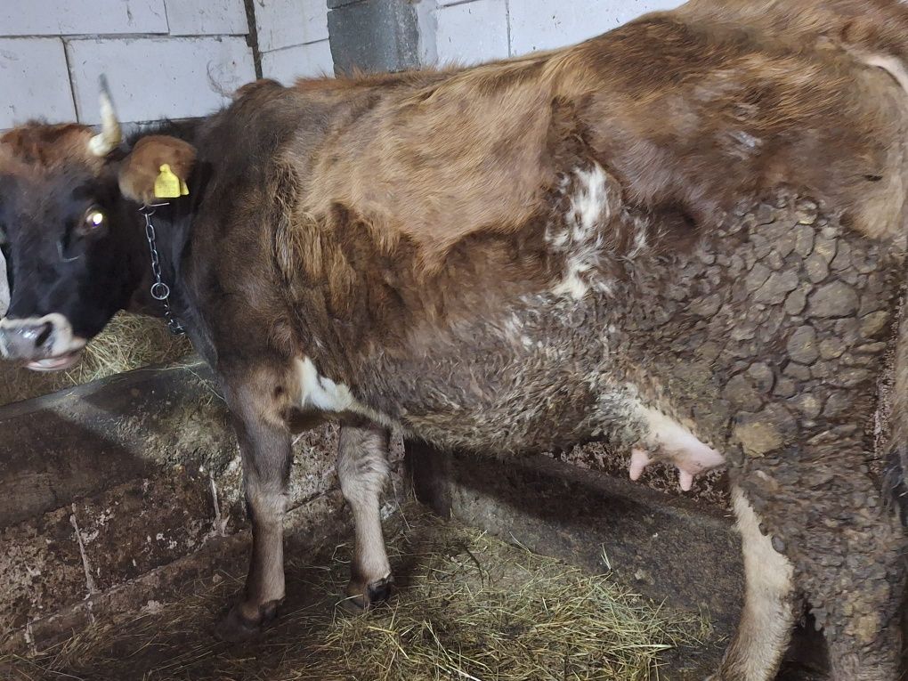 Vaca jurinca la prima fatare
