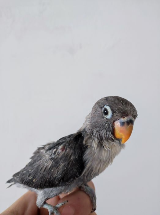 Ruchnoy nerazluchka qora maska sotiladi