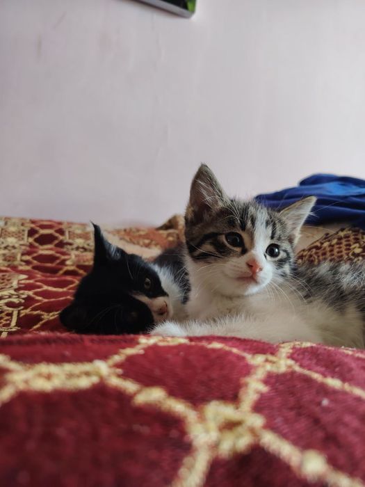 Отдам котят в добрые руки