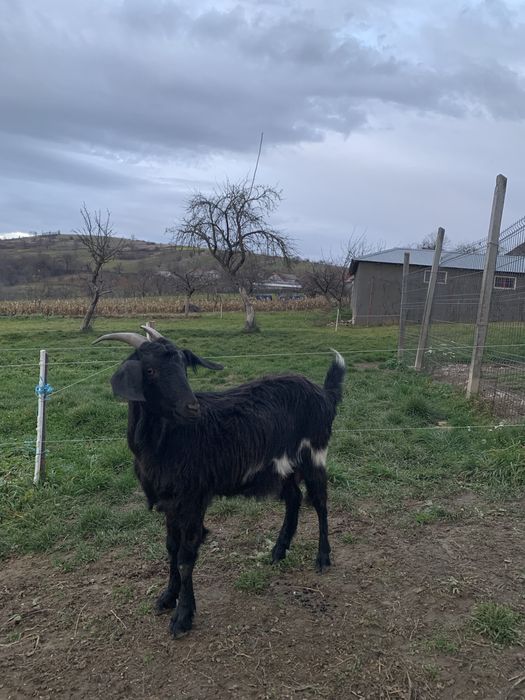 Vând capră gestantă