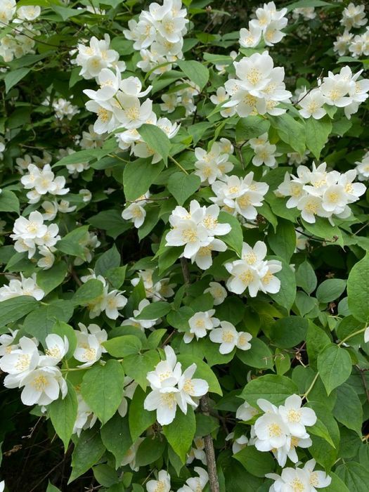 Iasomie Intens Parfumata