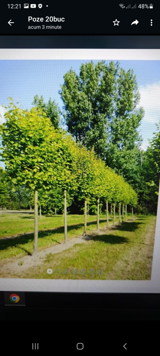 Vă oferim plante ornamentale pentru o grădină de vis