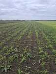 Vand teren agricol Nadlac 2.07 ha direct proprietar