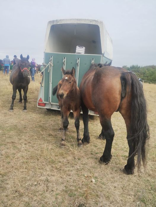 Manza si iapa cu manz
