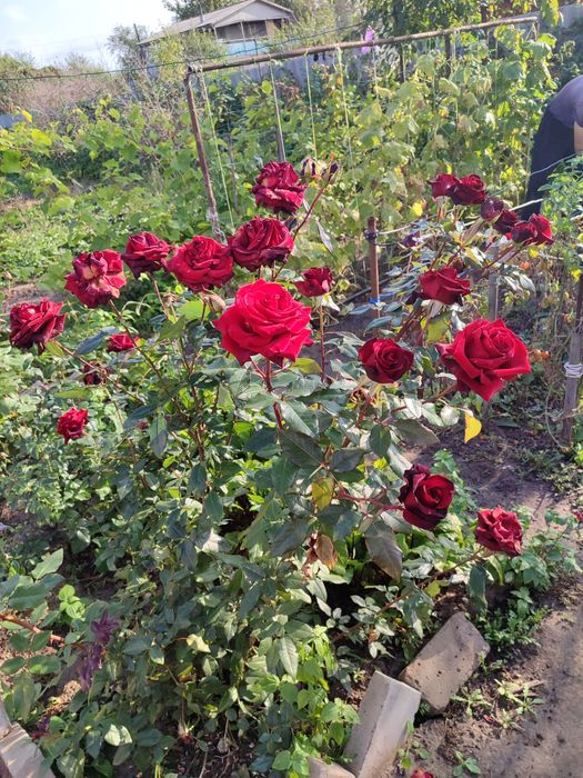 Продам дачу в СО Пригородное или обмен на автомобильдное.5соток