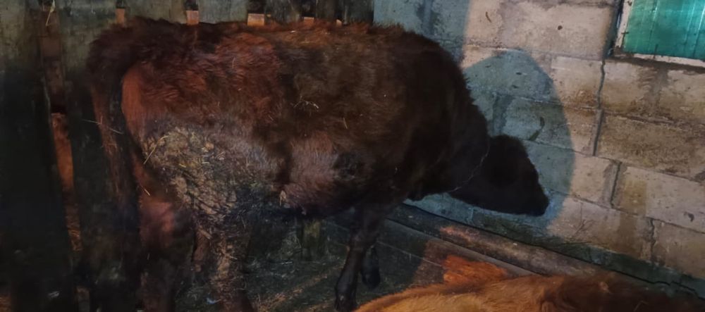 Продаются Восемь месяцев Телёшка состояние средный