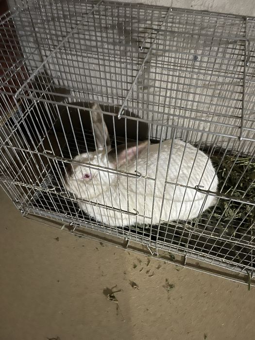 Kaliforniya sames quyon sotiladi. Erkak yoshi 1 yosh sog’lom zor ishli