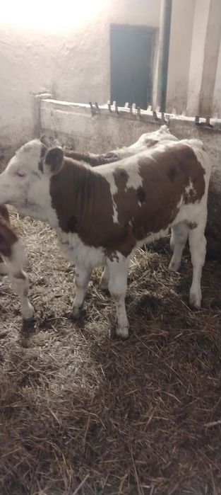 Vand vitei baltata românească