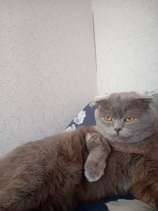 Отдам кота в хорошие руки